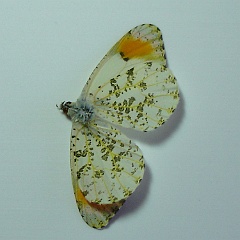 anthocharis sara - sara butterfly from below anthocharis sara